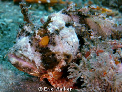 Scorpion Fish by Eric Walker 